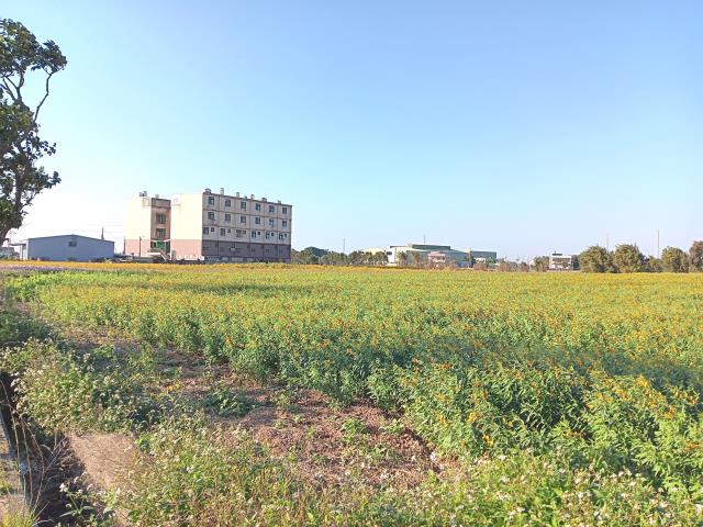 新屋農地-4