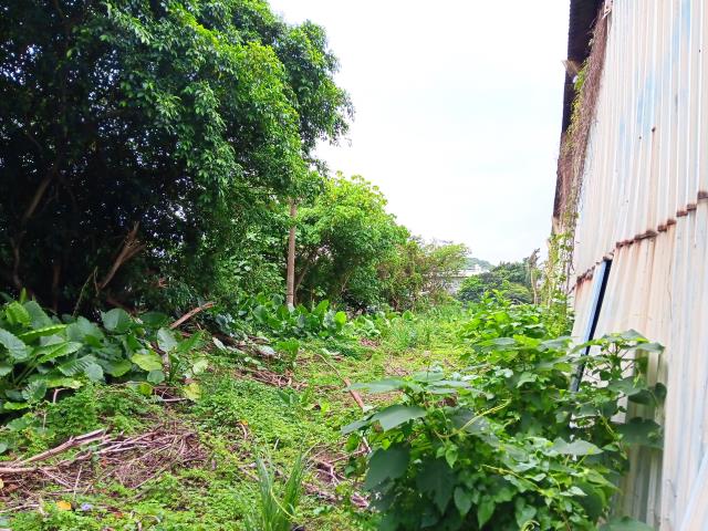 新北農地-7