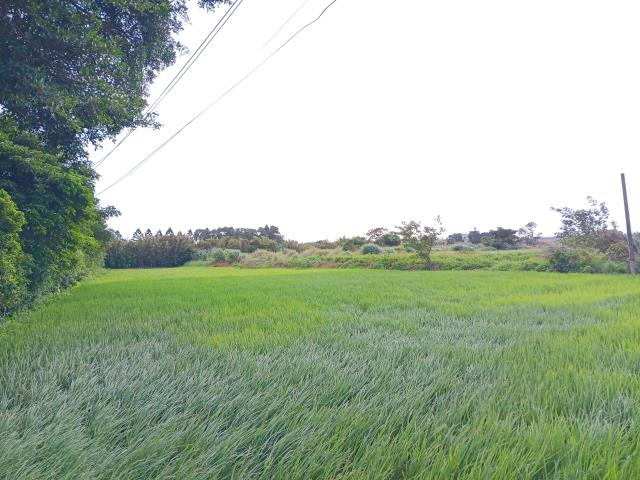 新屋農地-4