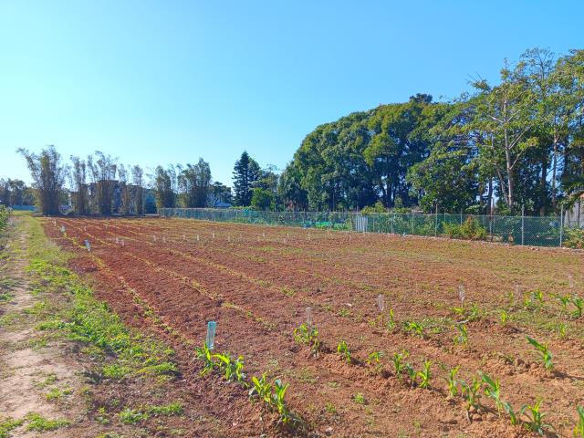 新屋農地-5